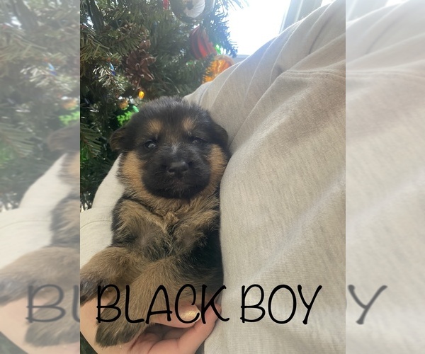 Medium Photo #12 German Shepherd Dog Puppy For Sale in SPRINGFIELD, IL, USA