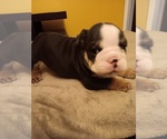 Puppy Berlin Puppy 3 English Bulldog