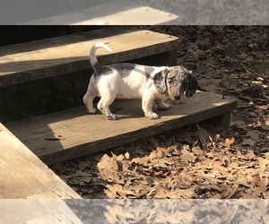 Dachshund Puppy for sale in BENNINGTON, OK, USA