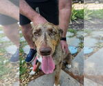Small #7 Catahoula Leopard Dog Mix