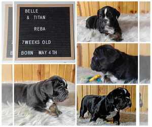 Olde English Bulldogge Puppy for sale in PINE VILLAGE, IN, USA