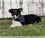 Small Photo #9 Texas Heeler Puppy For Sale in CENTRALIA, IL, USA