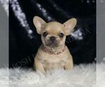 Small #4 French Bulldog