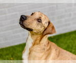 Small #1 Labrador Retriever Mix
