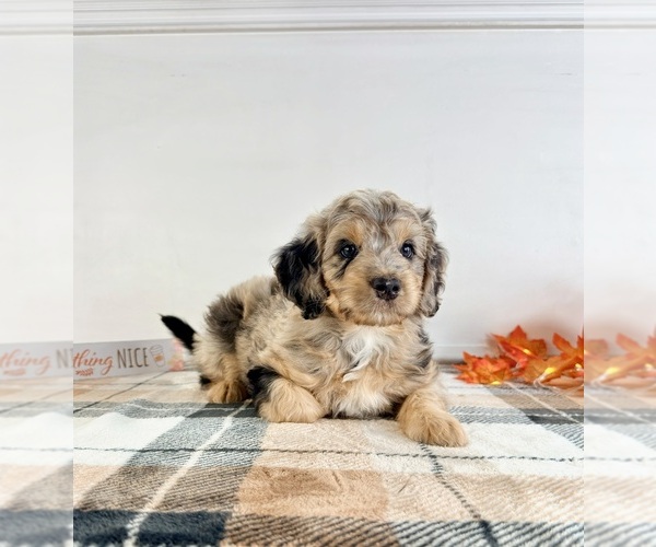 Medium Photo #3 Bernedoodle (Miniature) Puppy For Sale in GREENFIELD, IN, USA