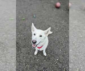Siberian Husky-Unknown Mix Dogs for adoption in Elmsford, NY, USA