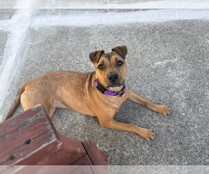 Goldie - Female American Pit Bull Terrier Dog for Adoption - Photo #2