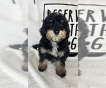 Small #4 Bernedoodle