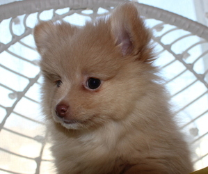 Pomeranian Dog for Adoption in COLUMBIA, Missouri USA