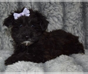 Poodle (Toy)-Yorkshire Terrier Mix Puppy for sale in BARNESVILLE, KS, USA