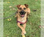 Small Labrador Retriever Mix