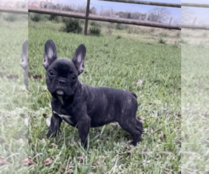 French Bulldog Puppy for sale in EL CAMPO, TX, USA