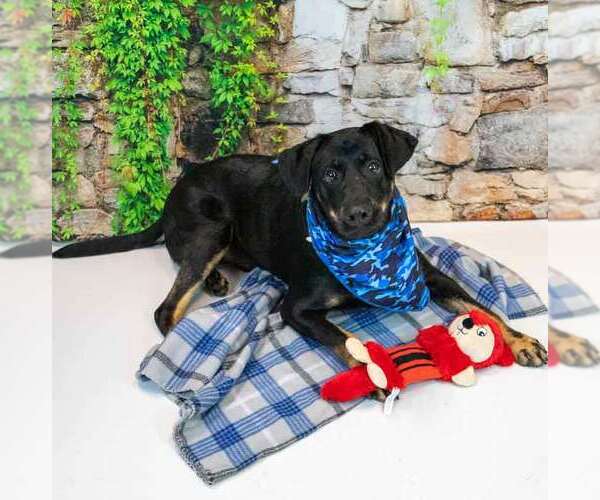 Medium Photo #6 Labrador Retriever-Unknown Mix Puppy For Sale in Kennesaw, GA, USA