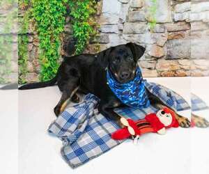 Orson - Male Labrador Retriever-Unknown Mix Dog for Adoption - Photo #6