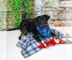 Small #5 Labrador Retriever Mix