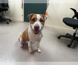 Labrador Retriever-Unknown Mix Dogs for adoption in Pasadena, CA, USA