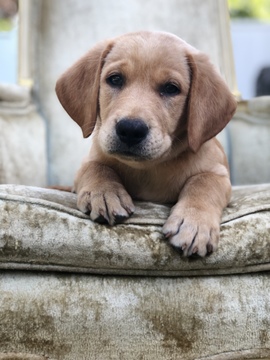 Medium Photo #1 Labrador Retriever Puppy For Sale in SOUTHAMPTON, PA, USA