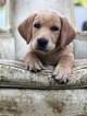 Small Photo #1 Labrador Retriever Puppy For Sale in SOUTHAMPTON, PA, USA