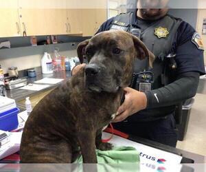 American Pit Bull Terrier-Unknown Mix Dogs for adoption in Riverside, CA, USA