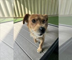 Mutt Dogs for adoption in Woodland, CA, USA