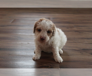 Poodle (Toy) Puppy for sale in EVART, MI, USA