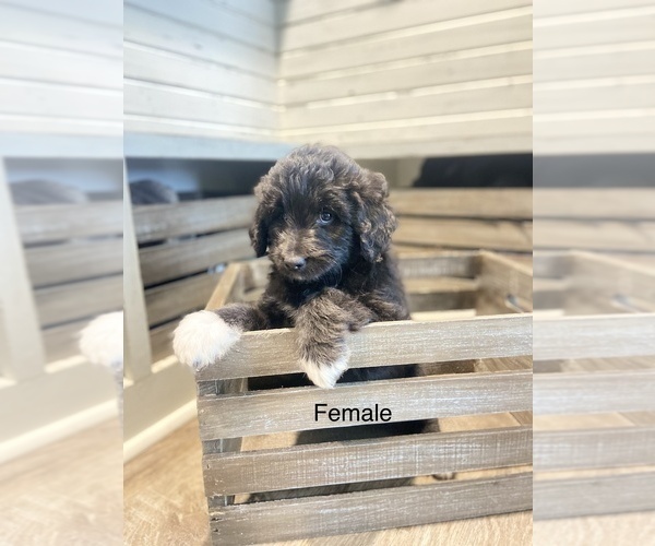 Medium Photo #9 Aussiedoodle Miniature  Puppy For Sale in BOAZ, KY, USA