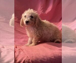 Bichon Frise Dogs for adoption in HOPKINSVILLE/PRINCETON, KY, NH, USA