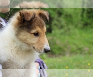 Collie Puppy for sale in KINGSPORT, TN, USA