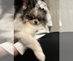 Small Photo #1 Shiranian Puppy For Sale in CINCINNATI, OH, USA