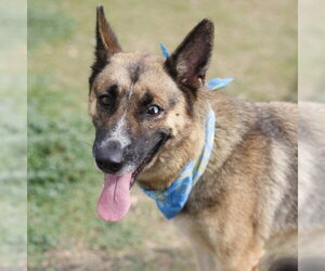 German Shepherd Dog-Unknown Mix Dogs for adoption in San Antonio, TX, USA