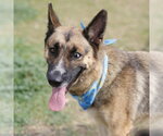 Small German Shepherd Dog Mix