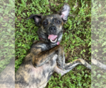 Small #2 Plott Hound-Rat Terrier Mix