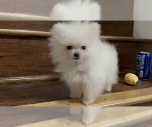 Pomeranian Puppy for Sale in ANTELOPE, California USA