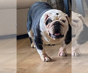 Bulldog Dogs for adoption in Omaha, NE, USA