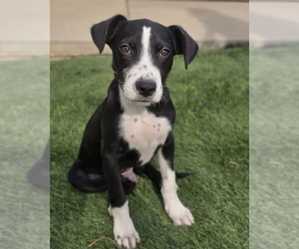 Medium Photo #2 American Staffordshire Terrier-Labrador Retriever Mix Puppy For Sale in Lakewood, CO, USA