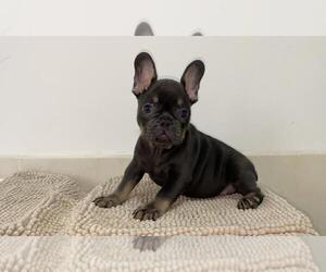 French Bulldog Puppy for sale in ORLANDO, FL, USA
