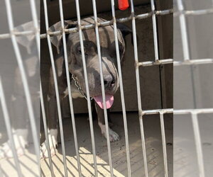 American Pit Bull Terrier Dogs for adoption in Oklahoma City, OK, USA
