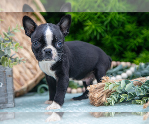 Medium Boston Terrier