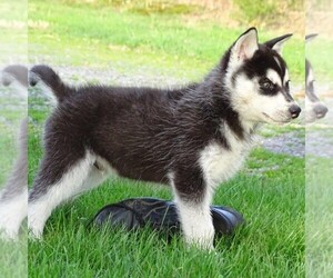 Siberian Husky Puppy for sale in CATAWISSA, PA, USA