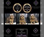 Puppy Wowzer AKC Poodle (Miniature)