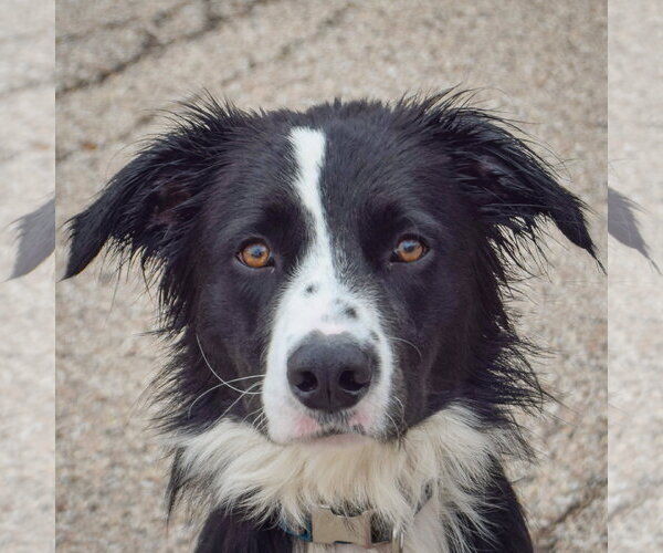 Medium Photo #1 Border Collie-Unknown Mix Puppy For Sale in Huntley, IL, USA