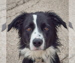 Ozzie - Male Border Collie-Unknown Mix Dog for Adoption - Small photo