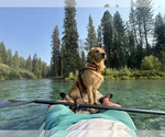 Small Photo #1 Golden Retriever Puppy For Sale in GLIDE, OR, USA