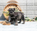 Small Photo #8 Schnauzer (Miniature) Puppy For Sale in BALTIC, OH, USA