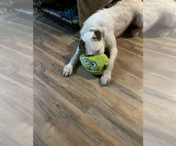 Medium Photo #3 Mutt Puppy For Sale in Sebec, ME, USA