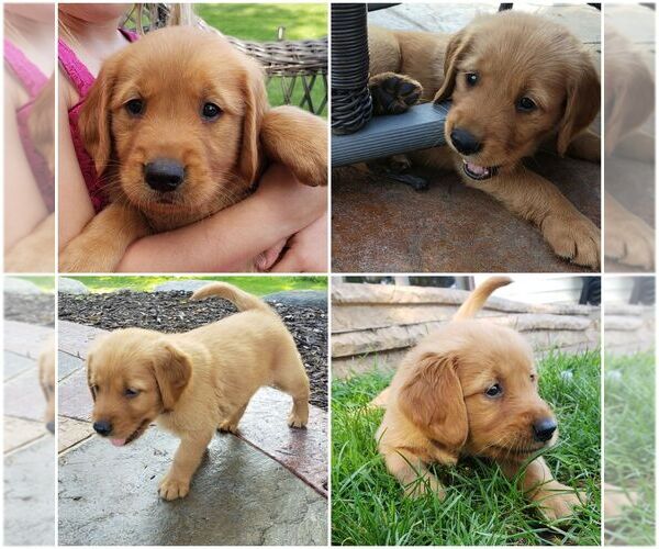 Medium Photo #3 Golden Retriever Puppy For Sale in BLUE MOUNDS, WI, USA