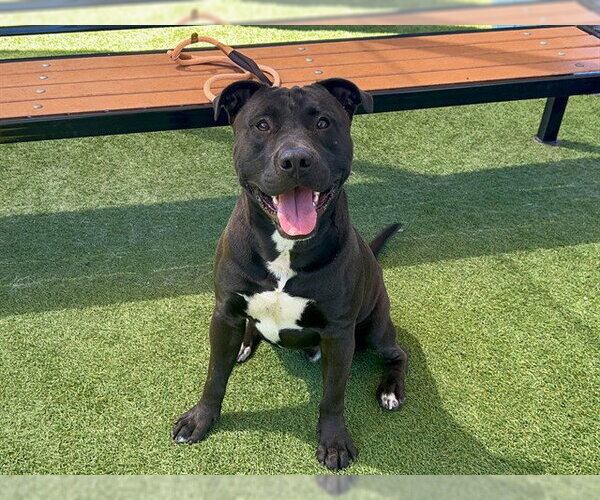 Medium Photo #2 Labrador Retriever-Unknown Mix Puppy For Sale in Orange, CA, USA