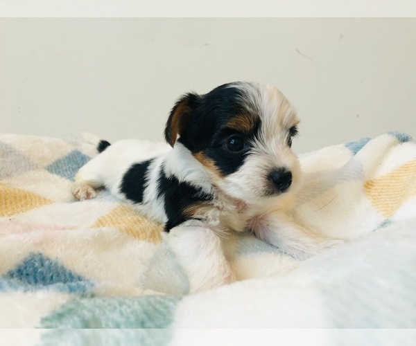 Medium Photo #12 Yorkshire Terrier Puppy For Sale in MILWAUKEE, WI, USA
