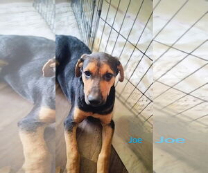 Boxer-German Shepherd Dog Mix Dogs for adoption in Prentiss, MS, USA