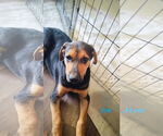 Small Boxer-German Shepherd Dog Mix